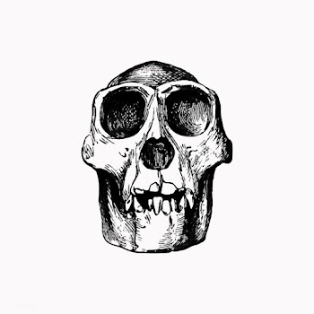 Skull in vintage style | Free stock vector - 561151