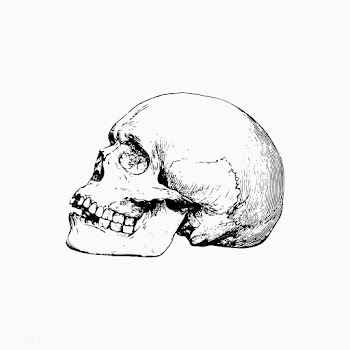 Skull in vintage style | Free stock vector - 561186