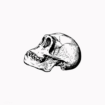 Skull in vintage style | Free stock vector - 561229