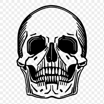 Skull png sticker, skeleton illustration, | Free PNG - rawpixel