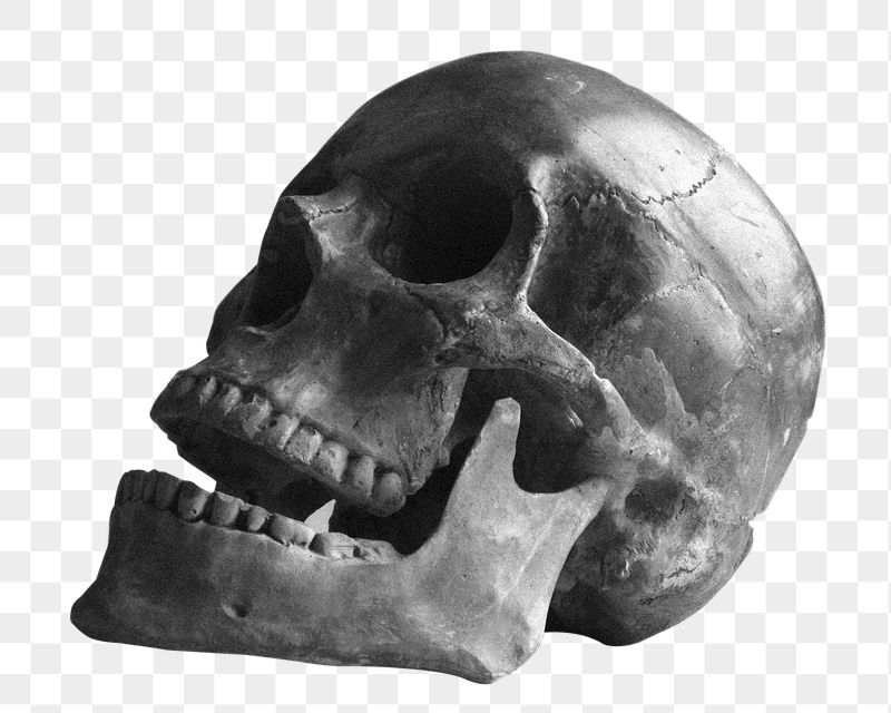 Skull png sticker, transparent background | Free PNG - rawpixel