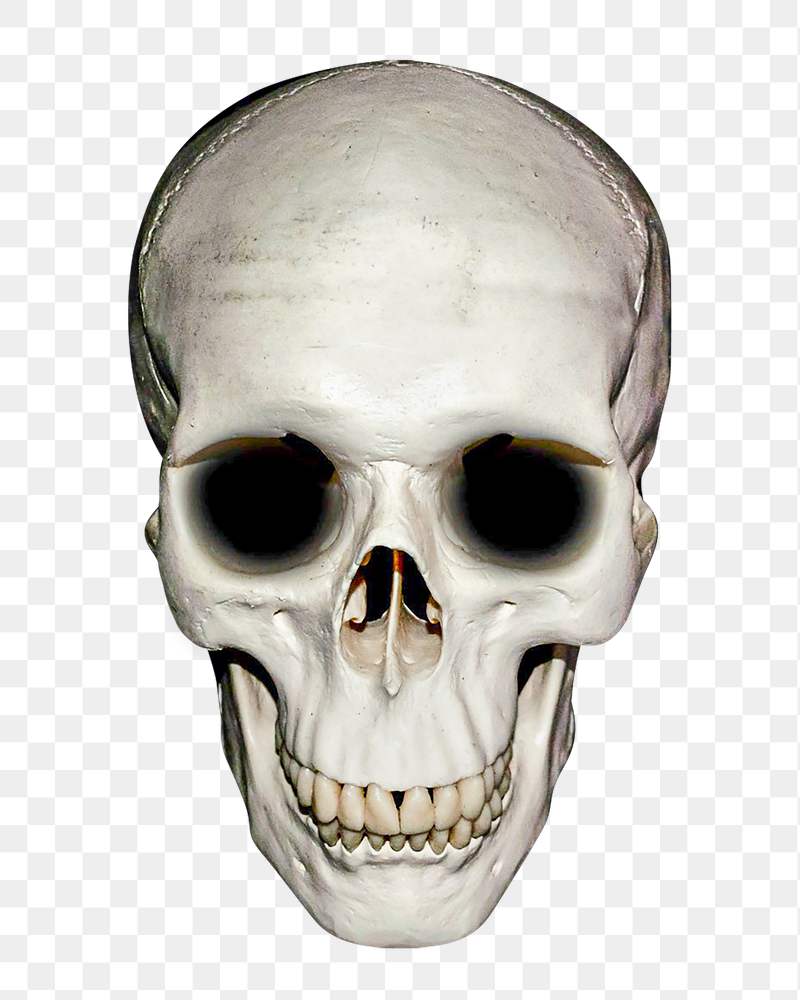 Skull png sticker, transparent background | Free PNG - rawpixel