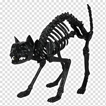 Skull Skeleton Bone Spirit Halloween Cat, skull transparent background PNG clipart