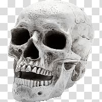 Skull transparent background PNG clipart
