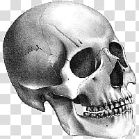 Skull transparent background PNG clipart