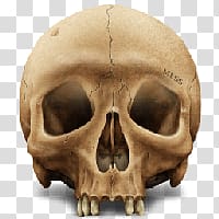 Skull transparent background PNG clipart