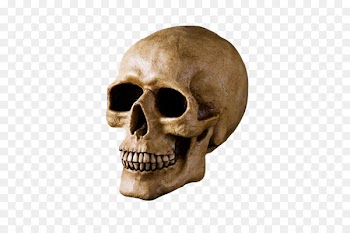 Skull u9ab7u9ac5 Bone Head - Skull 