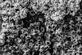 Skull Wall Illustration
