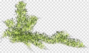 Skunk Autumn Summer Leaf vegetable Spring, qian yu transparent background PNG clipart
