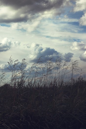 Sky &amp; thicket
