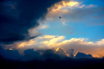 Sky Bird.JPG