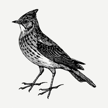 Skylark bird drawing, vintage animal | Free PSD - rawpixel