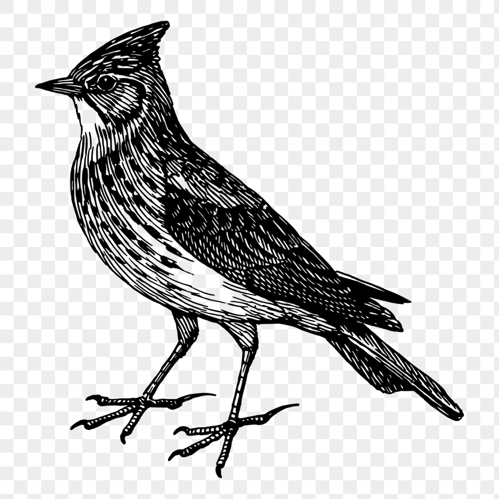 Skylark bird png sticker, vintage | Free PNG - rawpixel