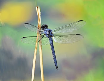 Slaty Skimmer 1.jpg
