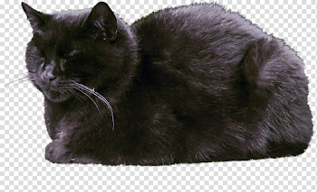 Sleeping Black Cat PNG by simfonic on DeviantArt