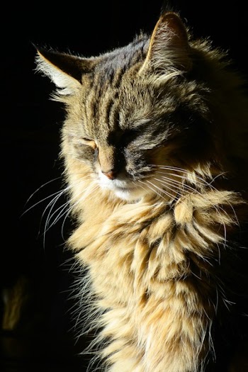 Sleeping Brown Cat