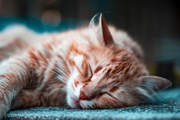 Sleeping Brown Tabby Cat