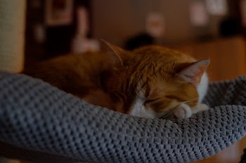 Sleeping cat 2
