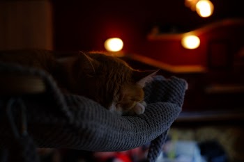 Sleeping cat 3