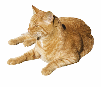 Sleeping Cat Png Free PNG Images & Clipart Download #1287775 ...
