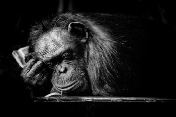 sleeping_chimp.jpg