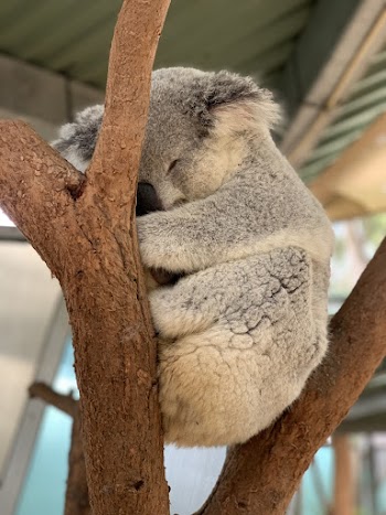 Sleeping Koala Bear On Tree