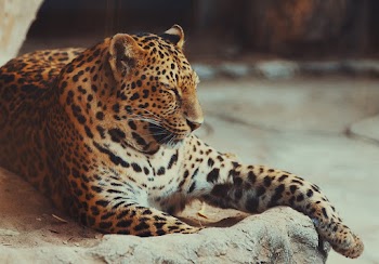 Sleeping Leopard