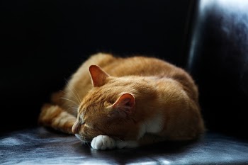 Sleeping Orange Tabby Cat