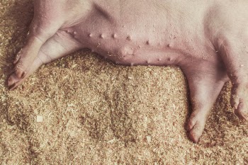 Sleeping Pigs Free Photo 