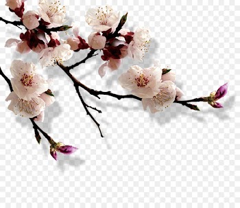 Slender West Lake Lichun Xiaoxue Laba Festival Solar term - A bouquet of flowers 