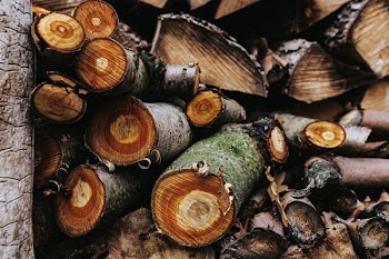 Sliced Logs Stacked Around Each Other