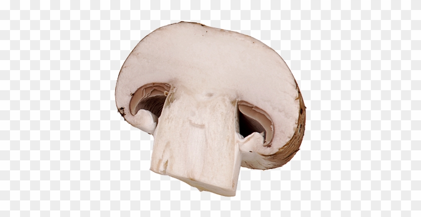 Sliced Mushroom Clipart For Kids - Mushroom That Looks Like A Nose