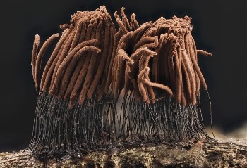 Slime mould, Stemonitis sp | Free Photo - rawpixel