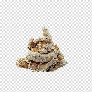 Slippery son spring Tianqi notoginseng transparent background PNG clipart