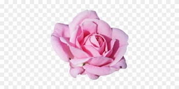Slogans, Logos And More - Rose Blossom