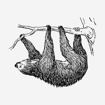Sloth, animal illustration. Free public | Free Photo Illustration - rawpixel