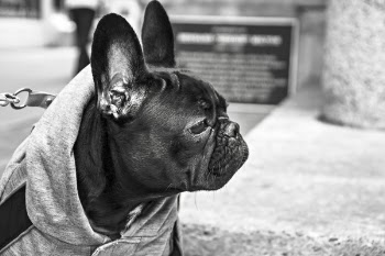 Small Adorable Dog Free Photo 