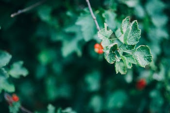 Small Berry Fruit &amp; Leaves