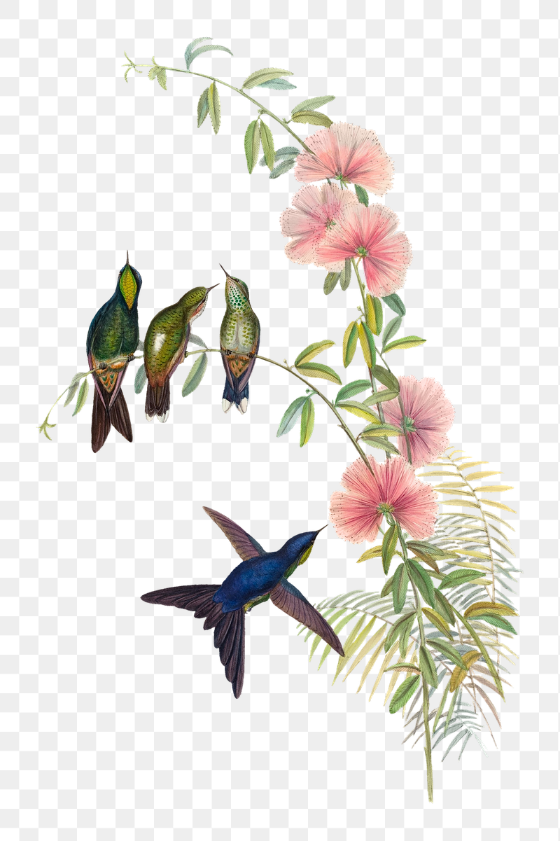 Small-billed Thornbill png bird sticker, | Free PNG Illustration - rawpixel