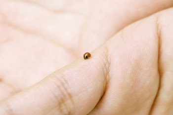 Small Brown Beetle On Hand