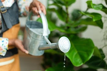 Small business worker watering plants  | Free stock photo | High Resolution image