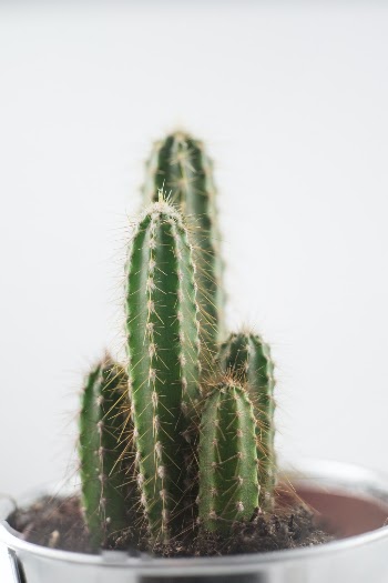 Small cactus