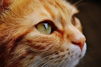          Small Cat Free Photo     