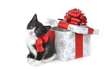 small cute kitten near gift box