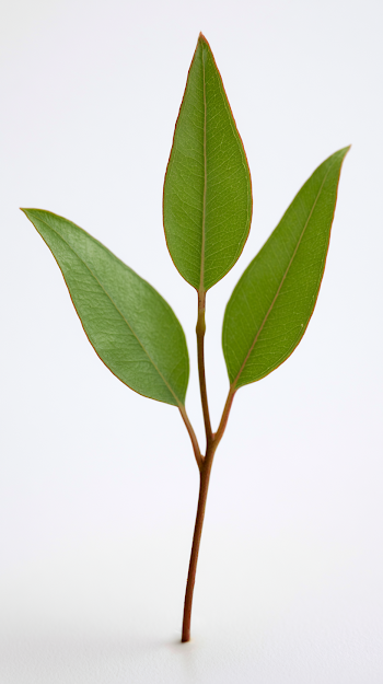 Small Eucalyptus Parvifolia Seedling