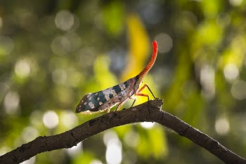 Small Green and Red Insect
