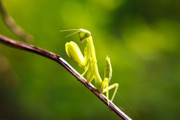 Small Green Insect