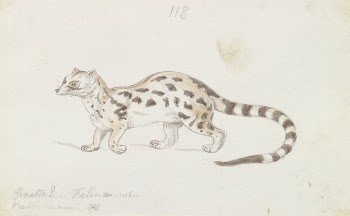 Small Indian Civet by Charles | Free Photo - rawpixel