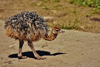 Small Ostrich Walking in Gray Pavement