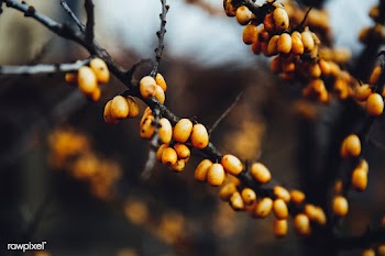 Small persimmon | Free public domain photo - 600034